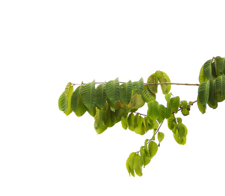 green leaves and branches on isolated white background for abstract texture environment nature love...