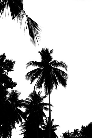 Leaves of coconut tree isolated on white background.Palm leaves isolated on white.Coconut palm trees against on white background.Leaves of palm tree isolated on white background.Black Coconutの写真素材