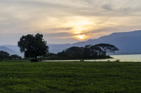 This Tree is captured at sunsetの写真素材