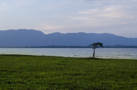 This Tree is captured at sunsetの写真素材