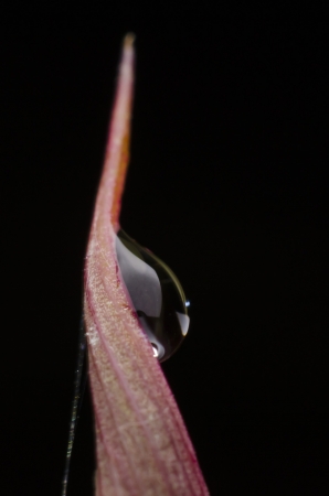 This dew drop is taken on my garden at nightの写真素材