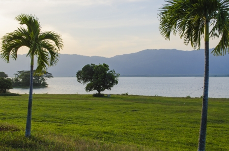 This Tree is captured at sunsetの写真素材