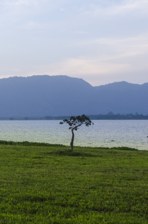 This Tree is captured at sunsetの写真素材