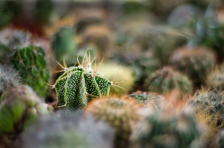 cactus that found at cameron highland Malaysiaの写真素材