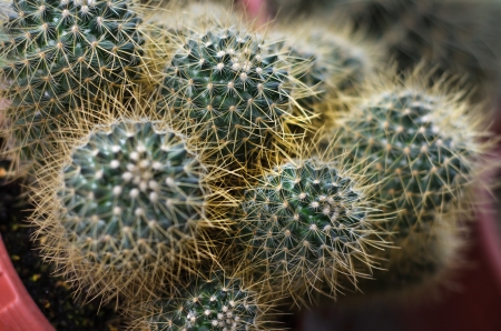 cactus that found at cameron highland Malaysiaの写真素材