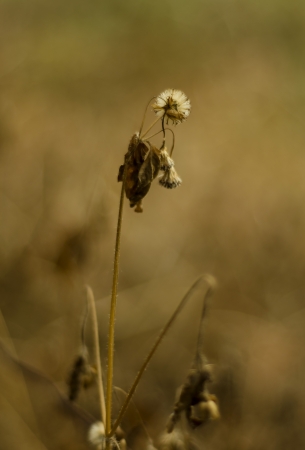 The flower died and drying in a hot seasonの写真素材