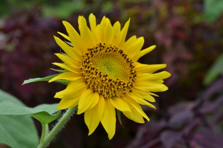 The blooming sunflower from its treeの写真素材