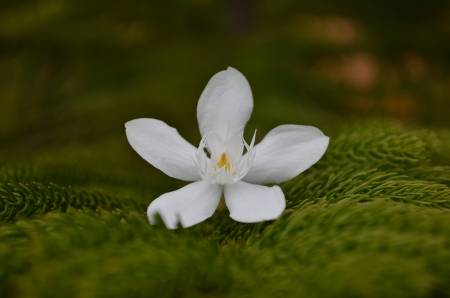 The white flower over chritsmast tree....の写真素材