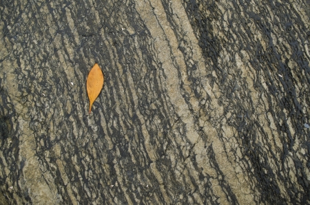 The leave over patterned rockの写真素材