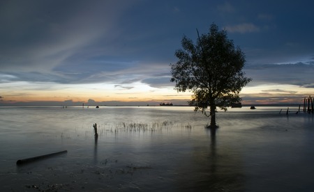 silhoutte tree over sunset