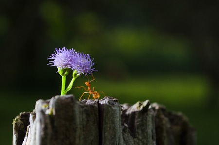 Weaver ant holding a flowerの写真素材