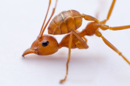 Ant face full frameの写真素材