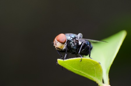 The fly closed up