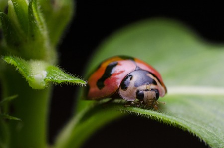 Ladybug macro at night