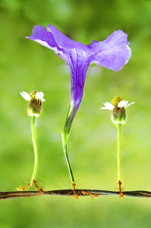 Weaver ant holding a flowerの写真素材