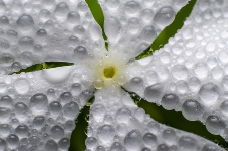 Dewdrop
