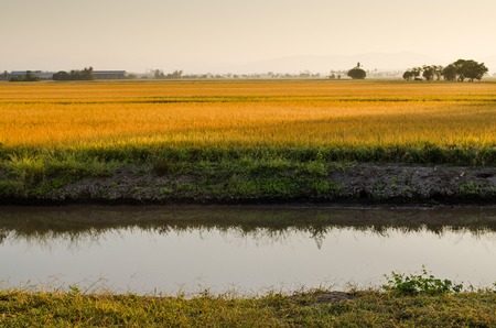 River and paddy field in a morningの写真素材