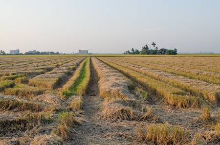 Harvested Paddy Field with Bird Building. Asian scenery.の写真素材