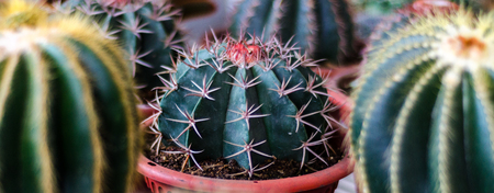 Closed Up of Cactus