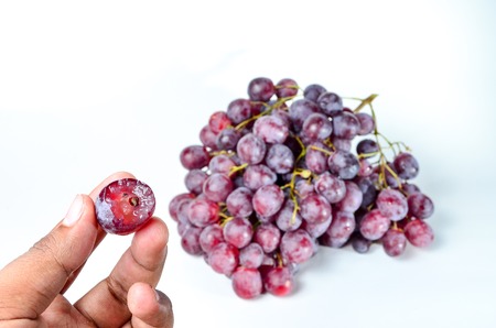 Red Grapes shoot over white background. Shallow depth of field, focus on front of the subject.の写真素材
