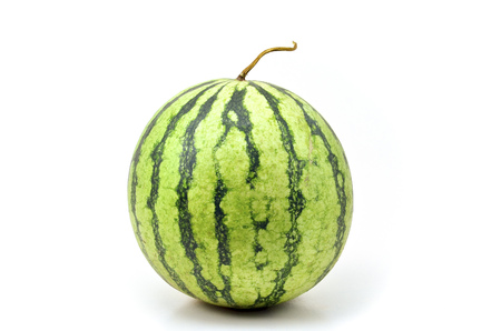 Watermelon shoot over white backgroundの写真素材