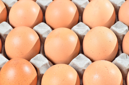 Chicken Egg in Egg Tray