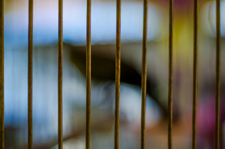Blur concept of bird in cageの写真素材