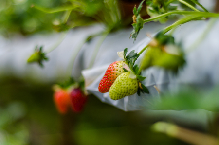 Strawberry tree at Cameron Highland Plantationの写真素材
