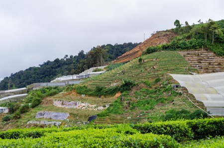 Malaysian Tea Plantation in Cameron Highlandの写真素材