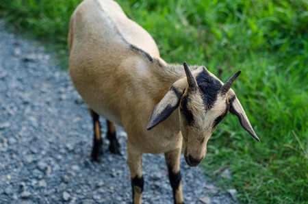 Goat on grasses placesの写真素材