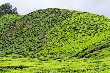 Malaysian Tea Plantation in Cameron Highland
