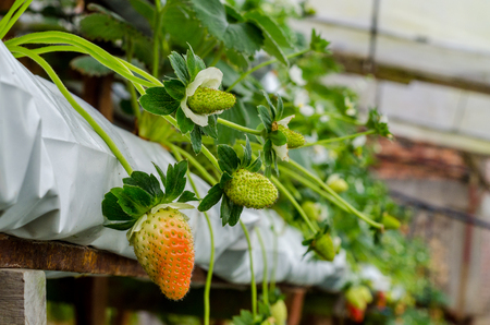 Strawberry tree at Cameron Highland Plantationの写真素材