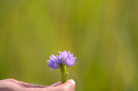 Hand holding blue flower in natural environment with green blur backgroundの写真素材