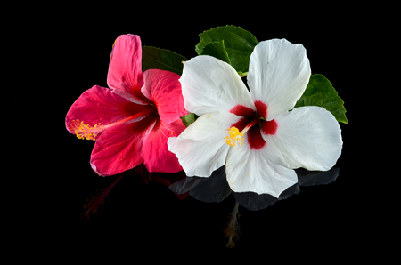 Red and White Hibiscus flower over black backgroundの写真素材