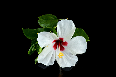 White Hibiscus flower over black backgroundの写真素材
