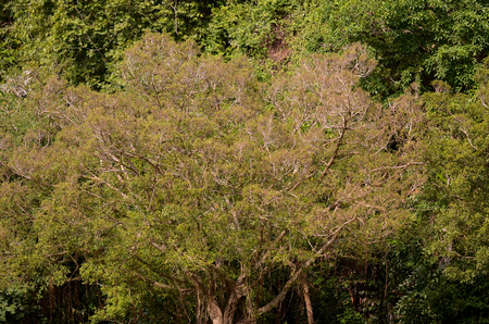 Close view of tree in forest