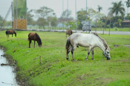 White Horse eating grass on fieldの写真素材