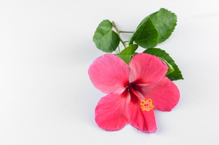 Red Hibiscus flower over white backgroundの写真素材
