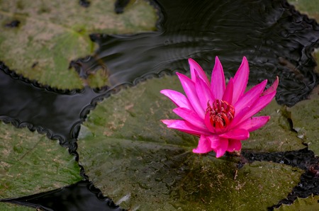 Close view of Purple lotus in pondの写真素材