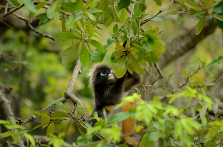 Dusky Leaf monkey  on treeの写真素材
