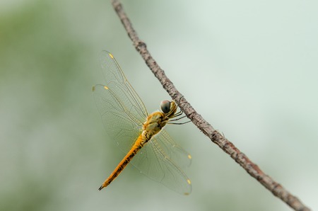 Dragonfly resting on treeの写真素材