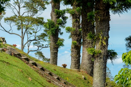 Beautiful tree scene from top of mountainの写真素材