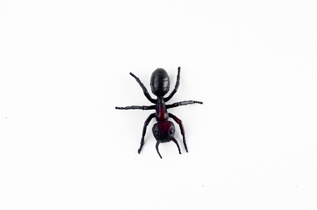 Rubber ant on white backgroundの写真素材