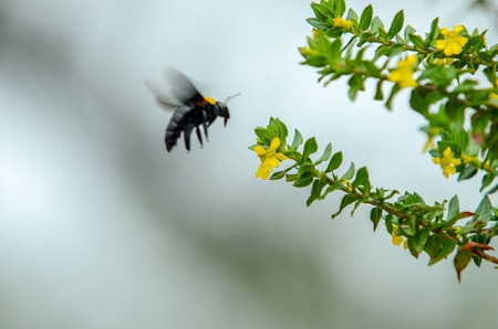 Yellow flower with black pollen beetleの写真素材