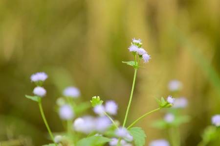 Close view of white wild flower