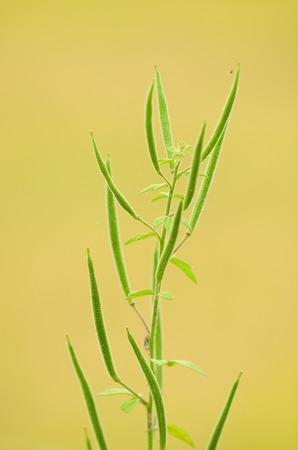Close view of wild bean tree over soft yellow background