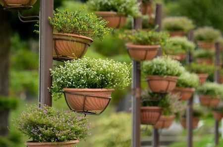 Beautiful small white flower hanging on pillarの写真素材