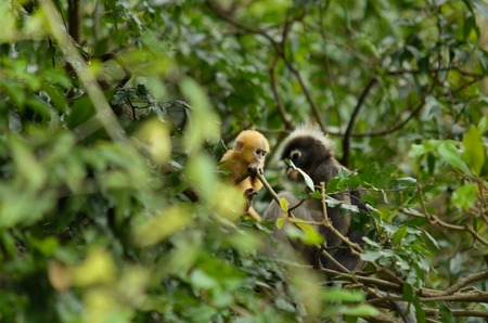 Dusky Leaf monkey  on treeの写真素材