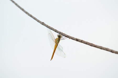 Dragonfly resting on treeの写真素材