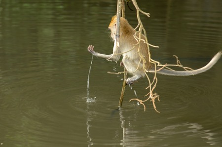Monkey drinking river water
